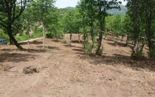 R0771 ASSET, Campania, Celle di Bulgheria, Salerno